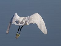 Witte reiger : Europa, Nat. park Donana, Reisen, Spanje, europa